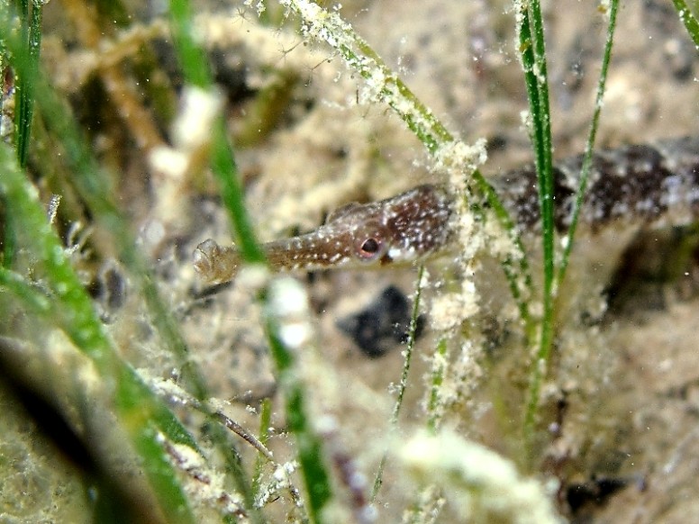 Syngnathus abaster
